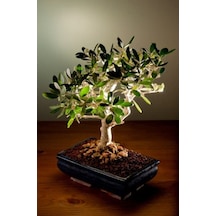 Bodur Bonsai Zeytin Ağacı Tohumu 3 Tohum + Toprak + Saksı+