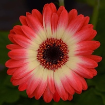 25 Adet KSarı Gerbera Çiçeği Tohum + 10 Adet Lale Tohumu N111608