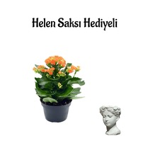Kadınlar Gününe Özel Hediyelik Turuncu Kalanşo Çiçeği Helen Saksı Hediyeli