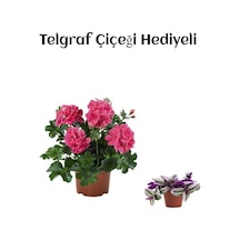 Hediyelik Pembe Sakız Sardunya Çiçeği Fidanı Sevgililer Gününe Özel Telgraf Hediyeli