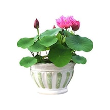 Eko Paket 5 Adet Tohum Nadir Ithal Kutsal Lotus Tohumu Nilüfer Çiçeği