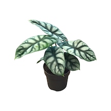 Alocasia Baginda 'Silver Dragon' Fil Kulağı Ø14 Cm 30-35 Cm