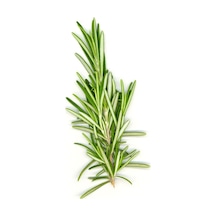 Doğal Biberiye Fidanı, Saksıda 10-20 Cm