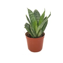 Sansevieria 'green Hahnii' Paşa Kılıcı Ø8,5 Cm H15-20 Cm