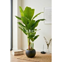 Yapay Muz Ağacı 180-190 Cm Siyah Küre Saksı Beyaz