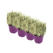 Nura Botanik 4 Lü Lavantin Set 30-50 Cm