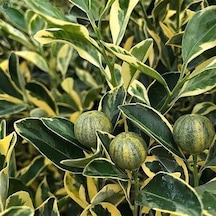 6 Yaş Aşılı Alacalı Calamondin Süs Mandalinası Fidanı. Saksıda