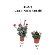 2'li Set Alacalı Kırmızı Karanfil+ Pembe Karanfil Çiçeği Dış Mekan Bitkisi