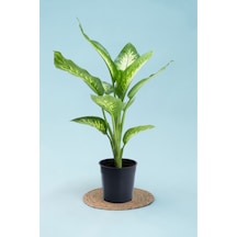 Tropik Snow - Difenbahya 40 - 60 Cm Küçük Canlı Ev Bitkisi Ofis Bitkisi Salon Bitkisi İç Mekan