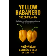 Yellow Habanero / 350.000 Scoville - Gerçek Taze Acı Biber