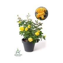 Saksılı Bahçe Gülü Sarı Renk 1 Adet Saksılı 30-50cm Dış Mekan Bitkisi