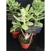 Para Ağacı Çiçeği Crassula Ovata Fidanı 10-20 Cm