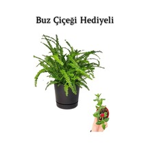Hediyelik Aşk Merdiveni Çiçeği Sevgililer Gününe Özel Buz Çiçeği Hediyeli