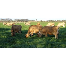 RyeGRass Otu Tohumu Süt Otu Tohumu 1 KG N118131