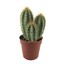 Pilosocereus Azureus Kaktüs Ø8,5 Cm Y10-15 Cm