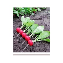 100 Adet Tohum Organik Yeni Mahsul Kaliteli Yerli Hobi Bahçe Köy Tohumu Hediye Tohumlu