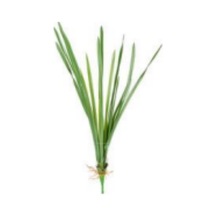 Yapay Saz Köklü Yeşil 55 Cm. Çok Renkli