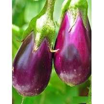 Antep Dolmalık Kurutmalık Mor Patlıcan Tohumu 10 Gr
