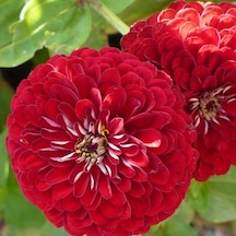 Super Scarlet Kırmızı Zinya Çiçeği Tohumu 40 Tohum