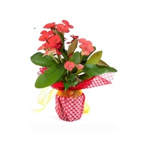 Dikenler Tacı Euphorbia Milii