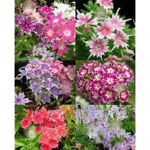 40+ Karışık Yıldız Şeklinde Çiçekli Drummond Phlox Tohumu N114603