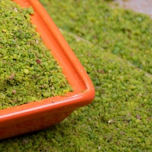 Kurtuluş Kuruyemiş Öğütülmüş Antep Fıstığı 500 G
