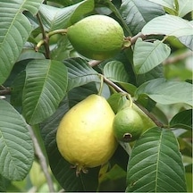 Bodur Sarı Guava Fidanı, Torbada