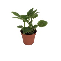 Pilea İnvolucrata moon Valley - Ev Ve Ofis Bitkisi