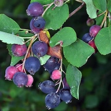 Saskatoon Berry Northline, Taş Elması Çalısı