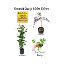 Kokulu Hanıme Çiçeği+mor Salkım Ağacı Fidanı Itır Çiçeği Peyzaj Seti