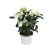 Hydrangea Macrophylla White (Beyaz Ortanca) Ø17 CM 35-40 CM