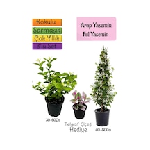 Kokulu Arap Yasemini+ful Yasemin+telgraf 3'lü Bahçe Seti