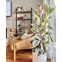 Alacalı Kauçuk –  Ficus Elastica Tineke 40-60 cm