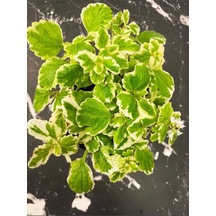 Adaçayı Kokulu Özel Tür Plectranthus Forsteri Çiçeği 10-20cm