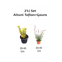 Altuni Taflan + Gaura Çiçeği 2'li Set Dış Mekan Bitkisi
