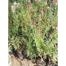 Gaura Çalısı Bitkisi 20-45 Cm Saksılı/tüplü Dış Mekan Sarmaşık Bitkileri Gaura