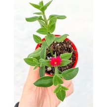 Pembe Buz Çiçeği Fidanı 1 Adet Yer Örtücü Bitki 10-15 Cm Tüplü Çiçekli Bodur Frost Flower