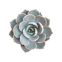 Echeveria Morning Beauty - Sabah Güzeli Sukulent 50 Adet