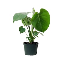 Monstera Deliciosa - Deve Tabanı Midi - Ev Ofis Salon Iç Mekan Bitkisi - 30 Cm