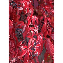 Canlı Saksılı Duvar Sarmaşığı Kışın Kırmızı Renklidir 55-80cm Bahçe Bitkisi