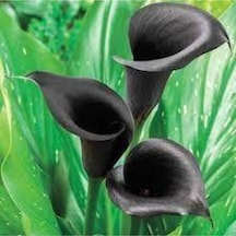 20 Adet Tohum Siyah Calla Lily Çiçek Tohumu Afrika Çöl Çiçeği Calla Lily Tohumlu