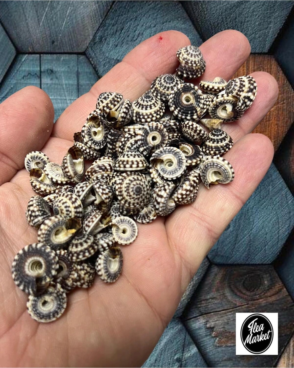 Gerçek Deniz Kabuğu - Suburbıa - 30gr. Ort. 50-60 Adet