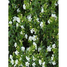 Bol Çiçekli 4 Adet Beyaz Kufea Çiçeği Fidanı 20-45cm Saksılı Kufeya Flower