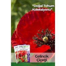 50 Adet Gelincik Çiçek Tohumu Papaver Rhoeas