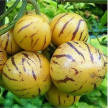 Bol Verimli Kavun Aromalı Pepino Fidanı