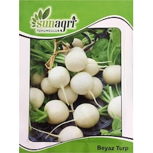 Beyaz Turp Tohumu,