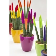 Dekoratif Renkli Paşa Kılıcı Sansevieria Cylindrical