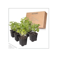 Saksılı Nane Biberiye İkili Set 10-20 Cm