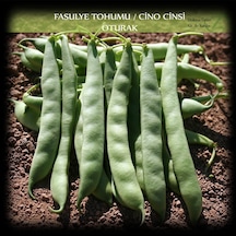 Cino Oturak Fasülye Tohumu 1 KG 2500+ Adet Sıla Gina Fasulye