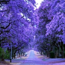 Tüplü Yoğun Çiçekli Jacaranda Jakaranda Ağacı Fidanı 80-130 Cm